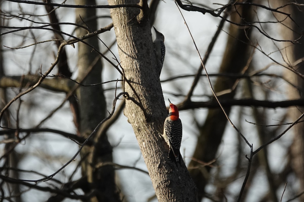 Red-bellied Woodpecker - ML616010120