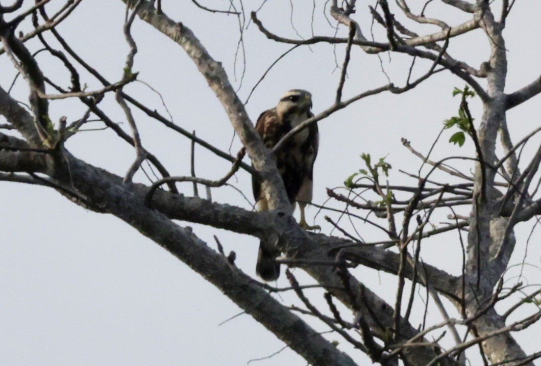 Gray-lined Hawk - ML616010132