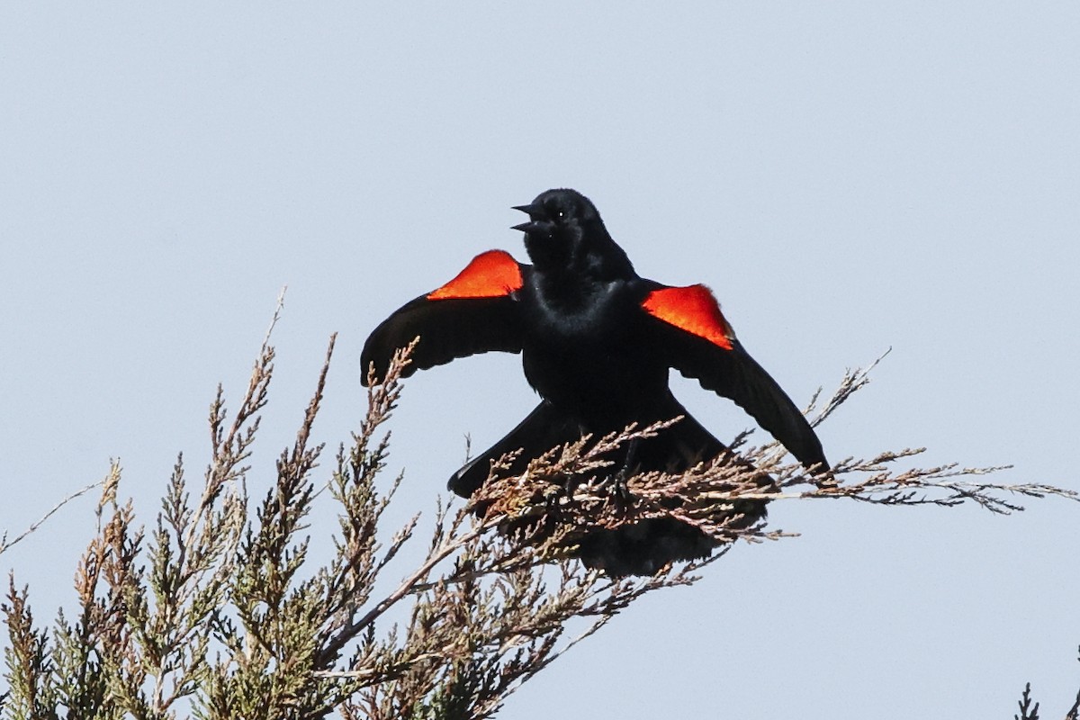 Red-winged Blackbird - ML616010157