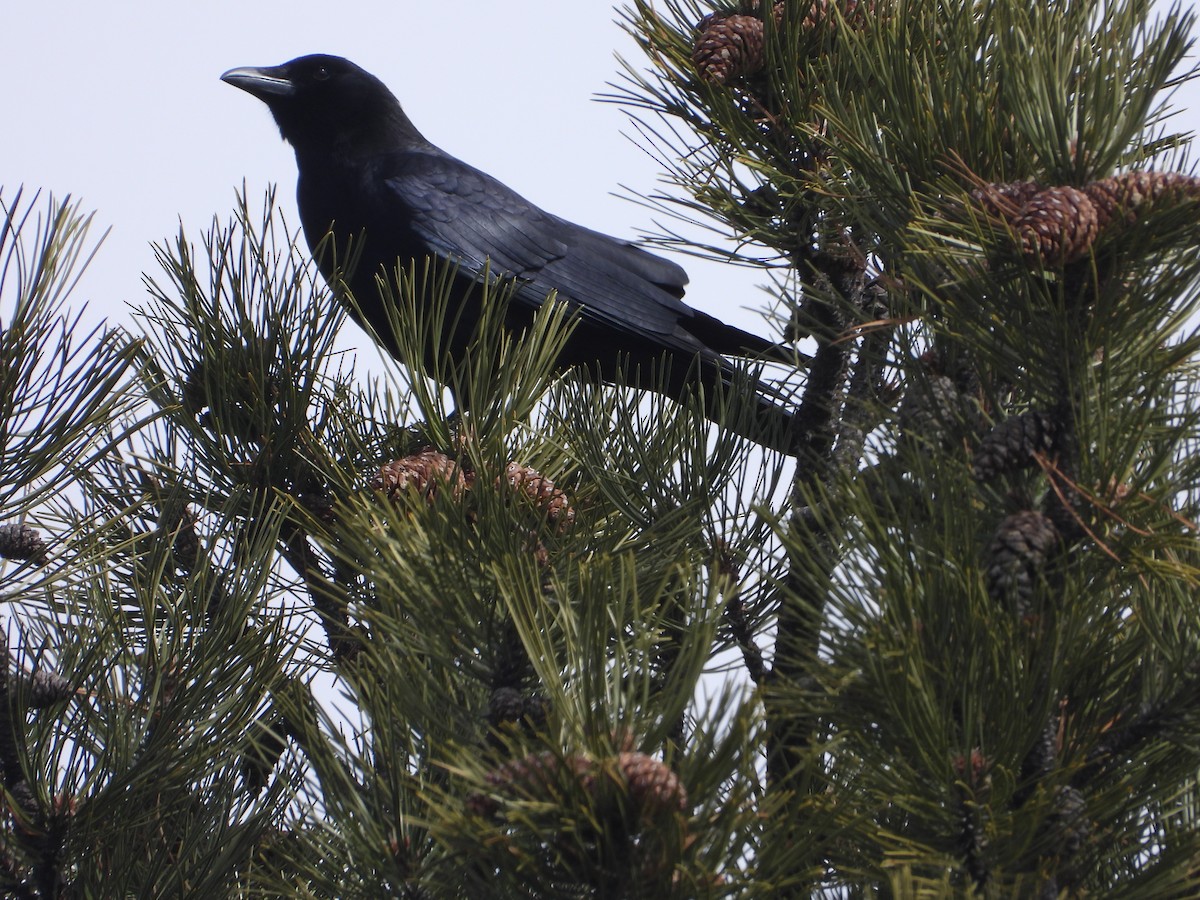 American Crow - Tom Wuenschell