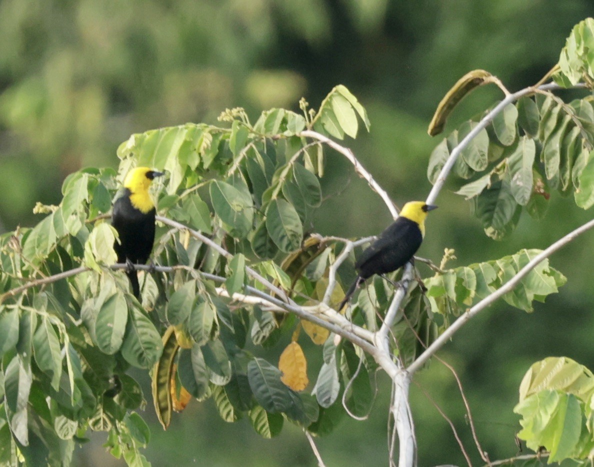 Yellow-hooded Blackbird - ML616010166