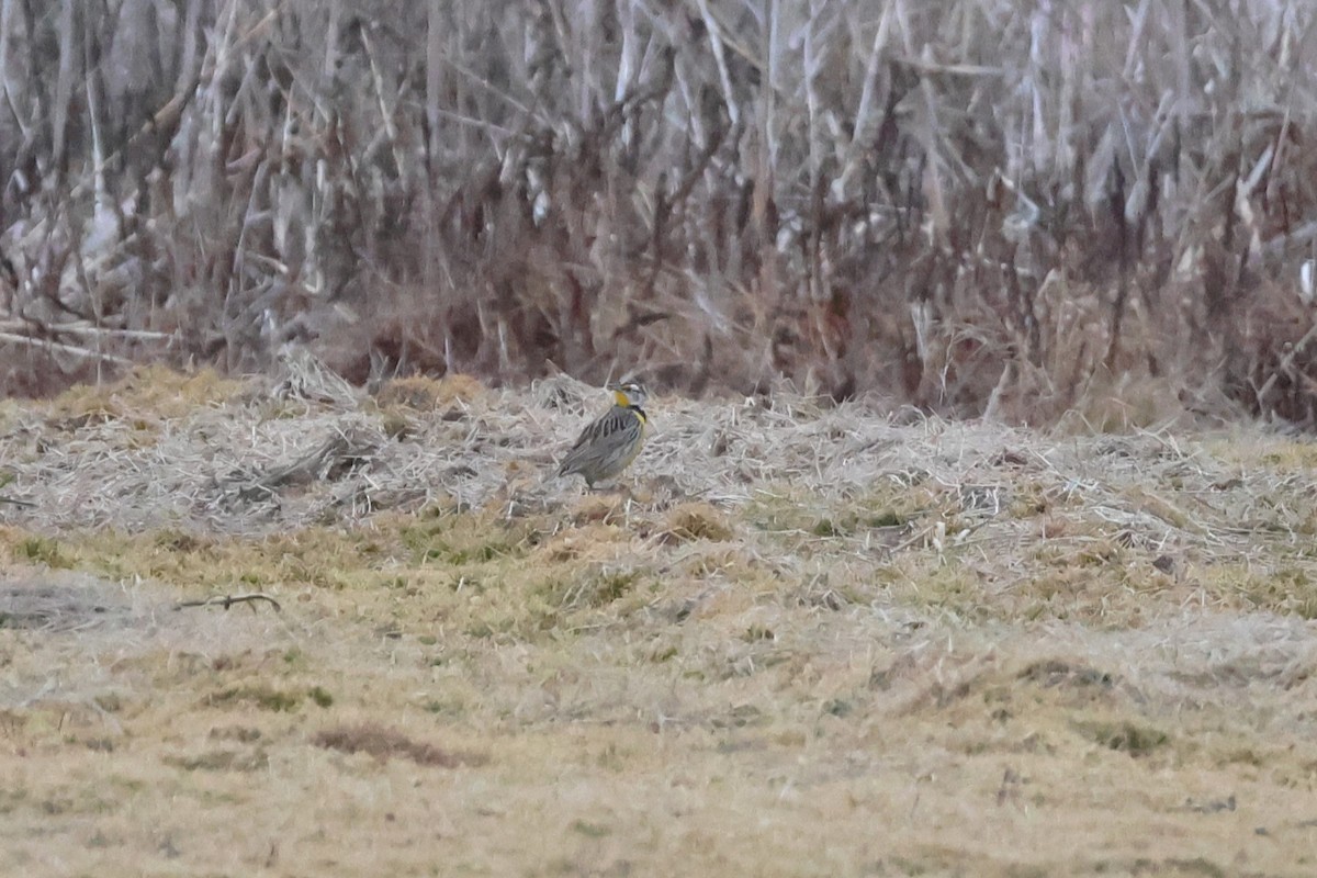 Eastern Meadowlark - ML616010173