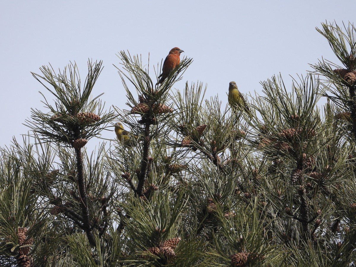 Red Crossbill - Tom Wuenschell