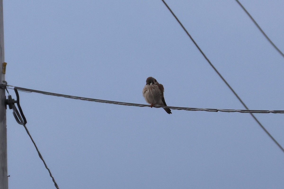 American Kestrel - ML616010182