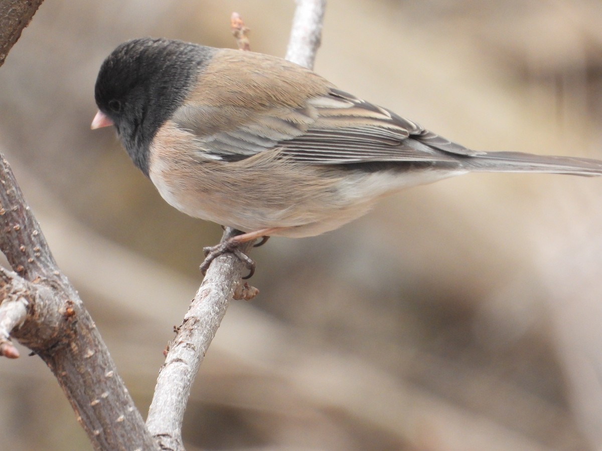 Dark-eyed Junco - Tom Wuenschell