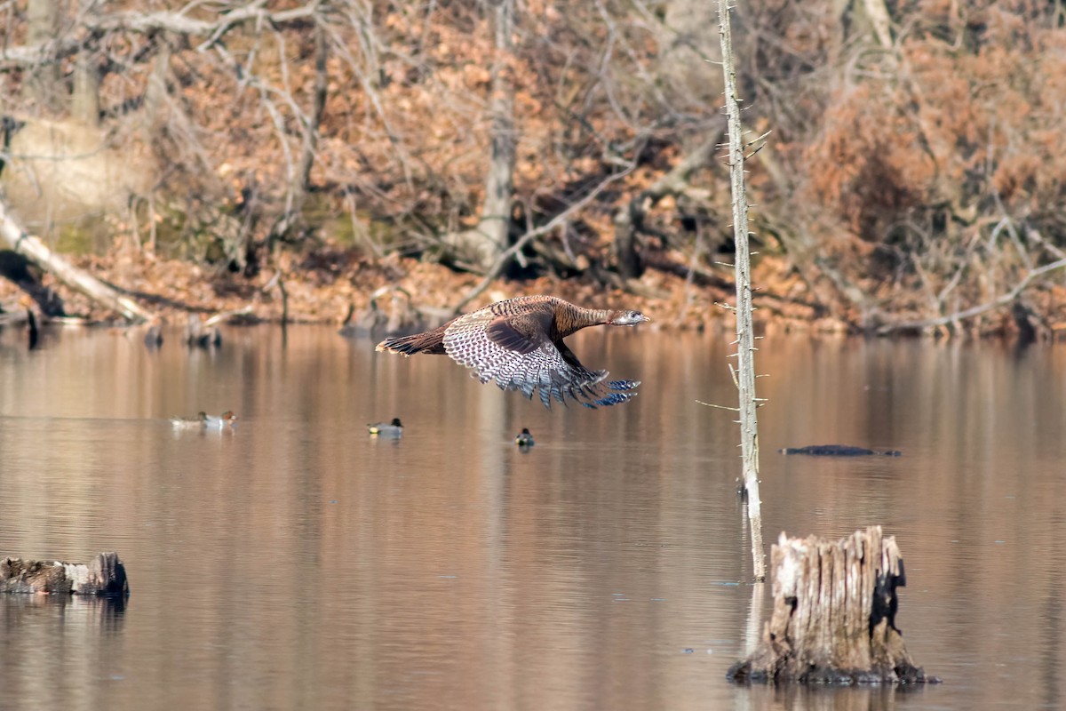 Wild Turkey - ML616010212