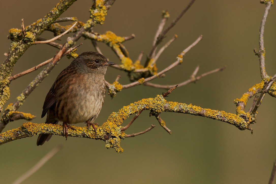 Heckenbraunelle - ML616010297