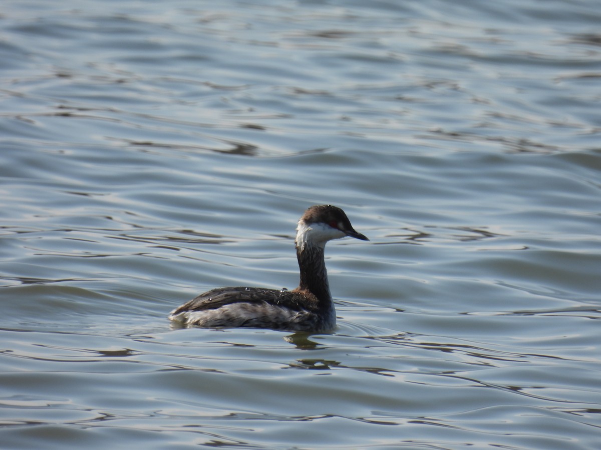 Horned Grebe - Shannon Walker