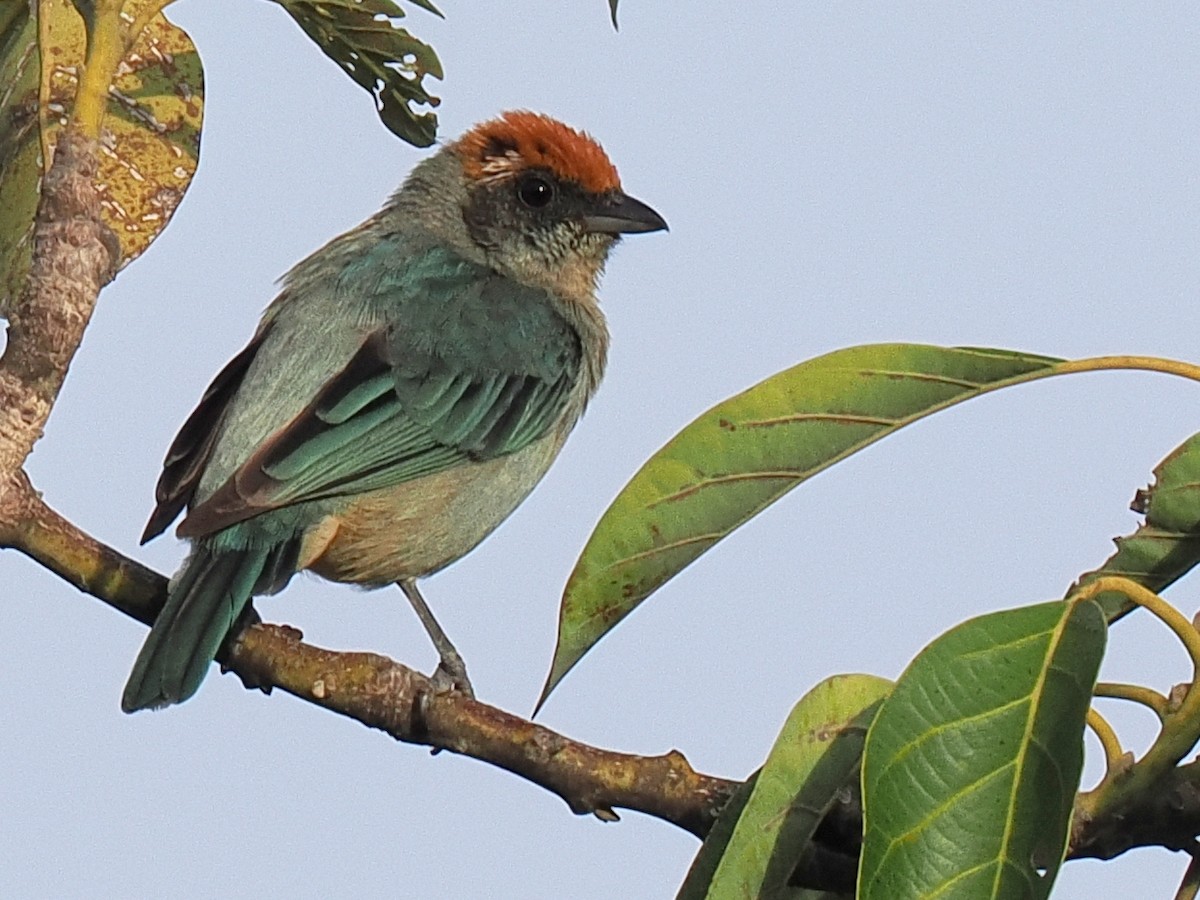 Scrub Tanager - Ben Jesup