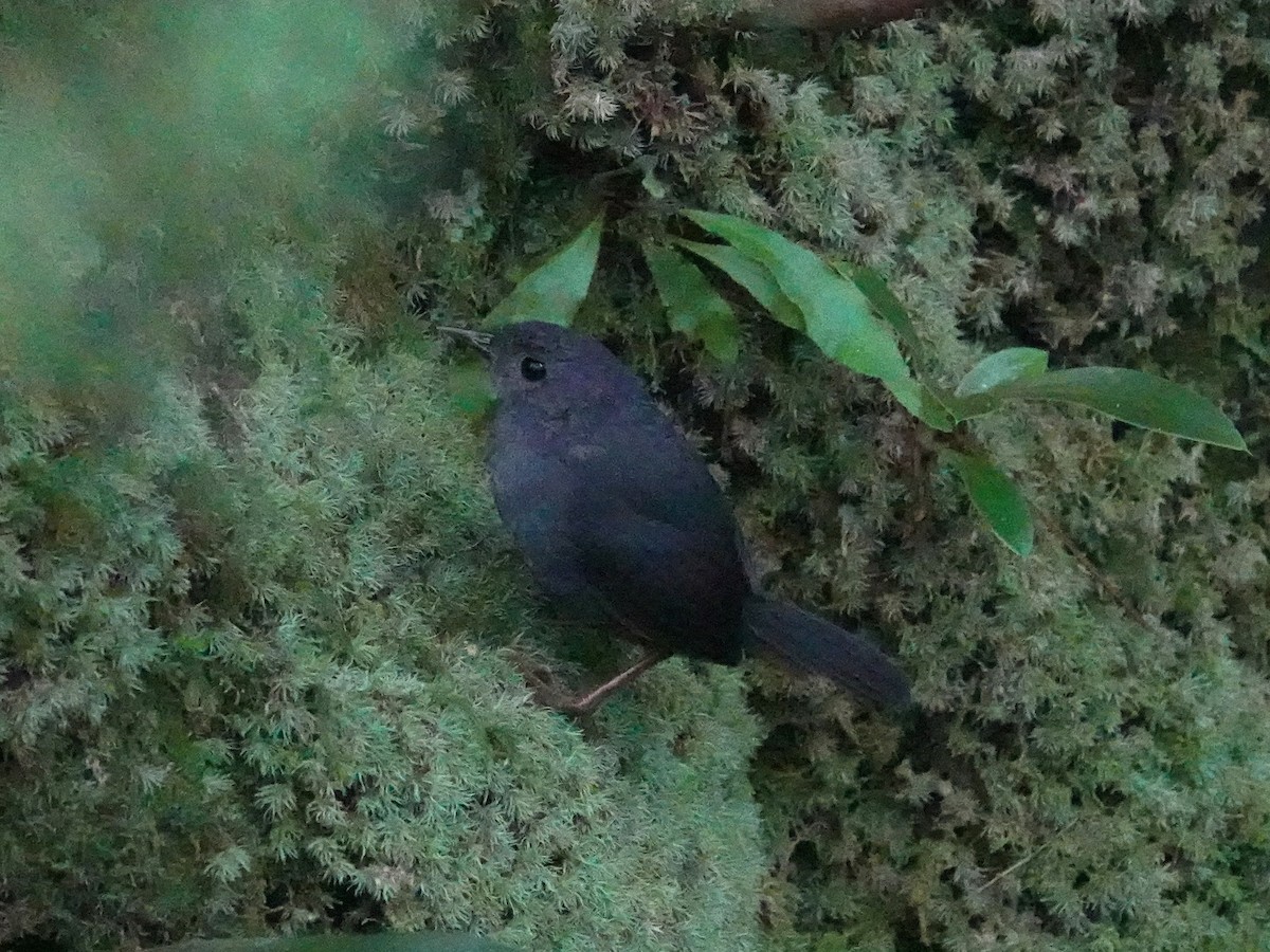 Diamantina Tapaculo - Steve Kornfeld