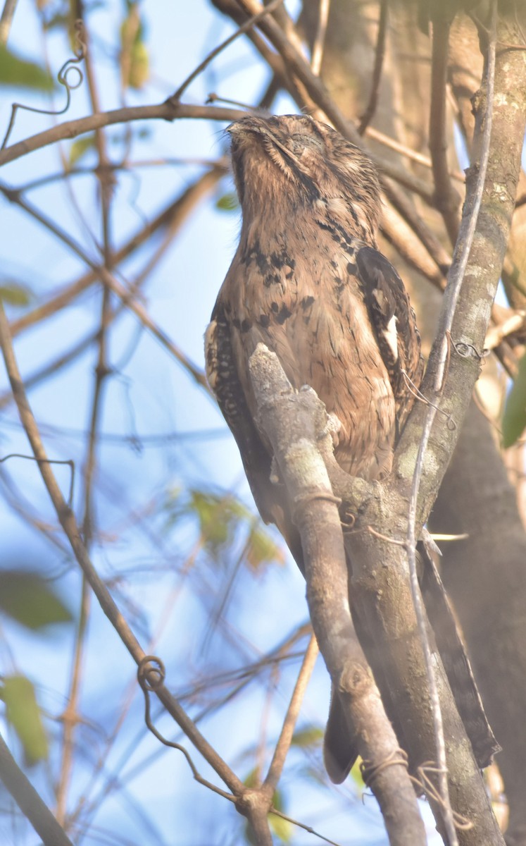 Northern Potoo - Marco Umana