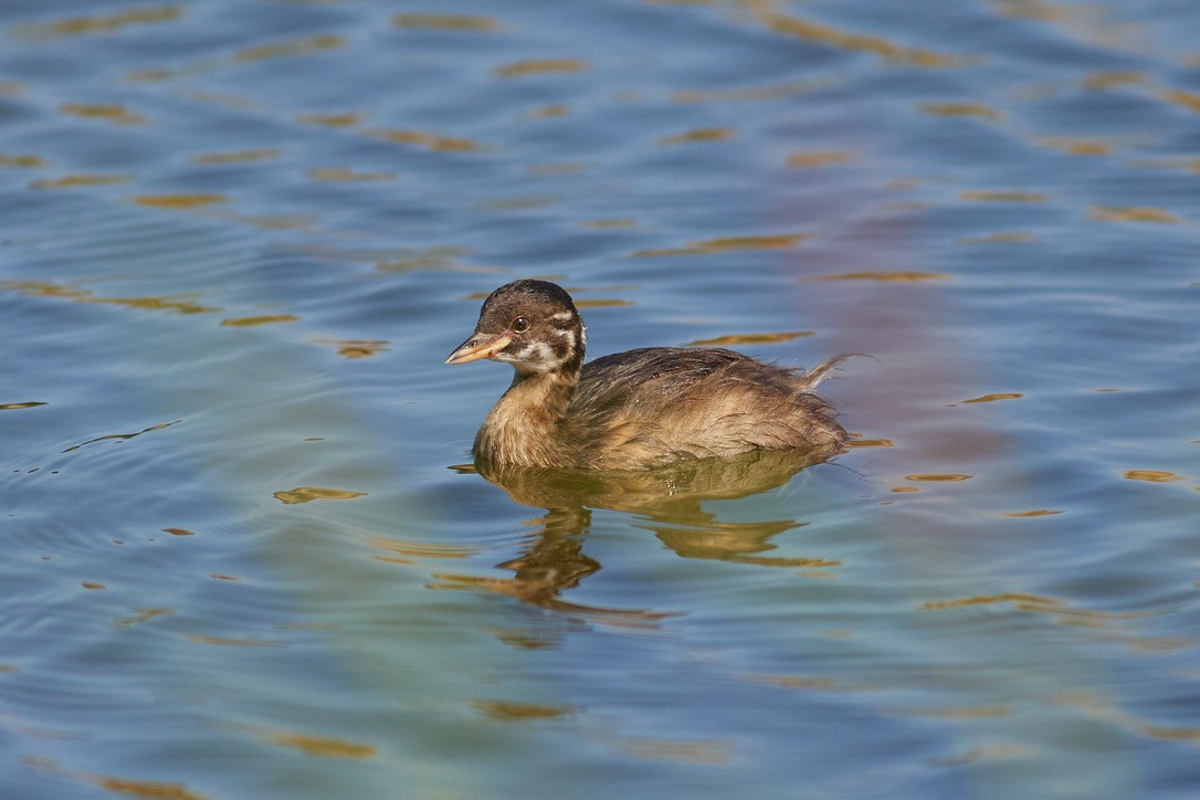 Zwergtaucher - ML616010533