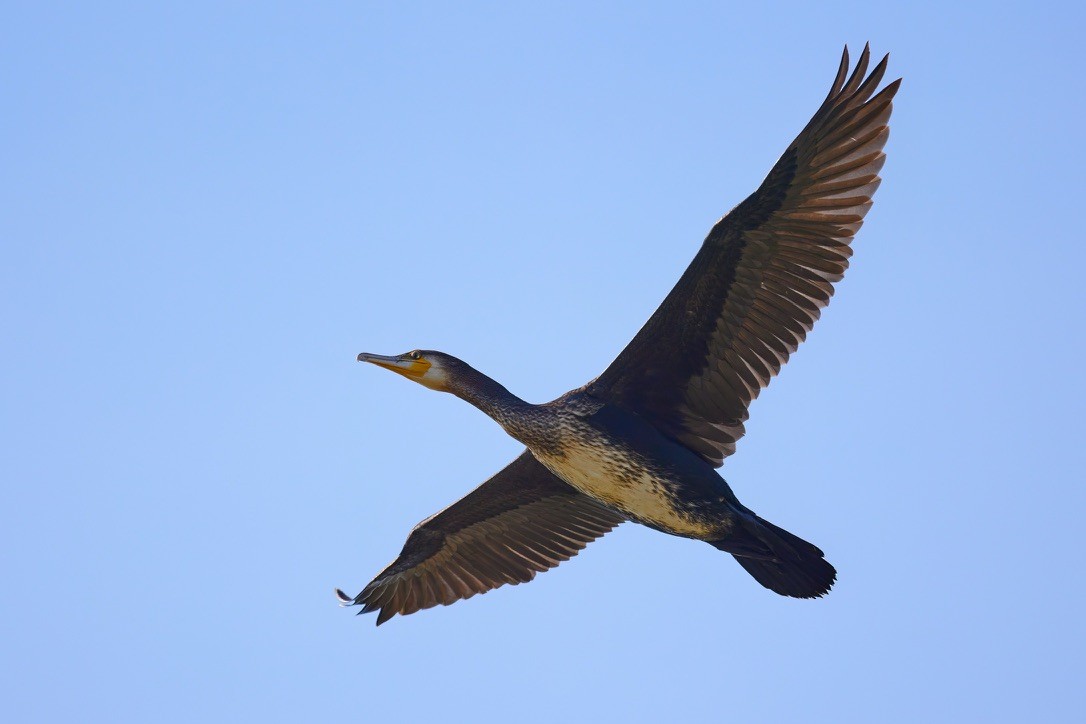 Kormoran - ML616010534