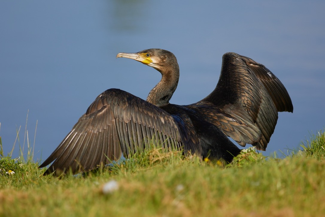 Kormoran - ML616010535