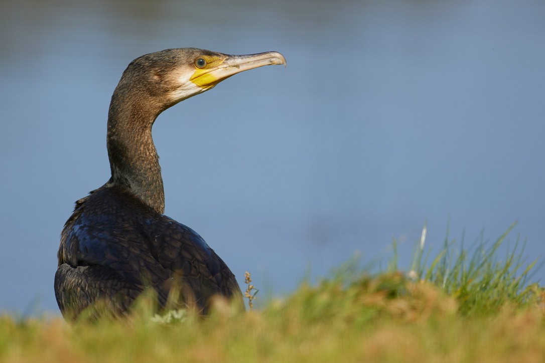 Kormoran - ML616010536