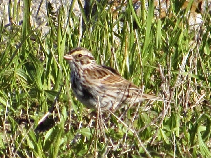 Savannah Sparrow - ML616010549