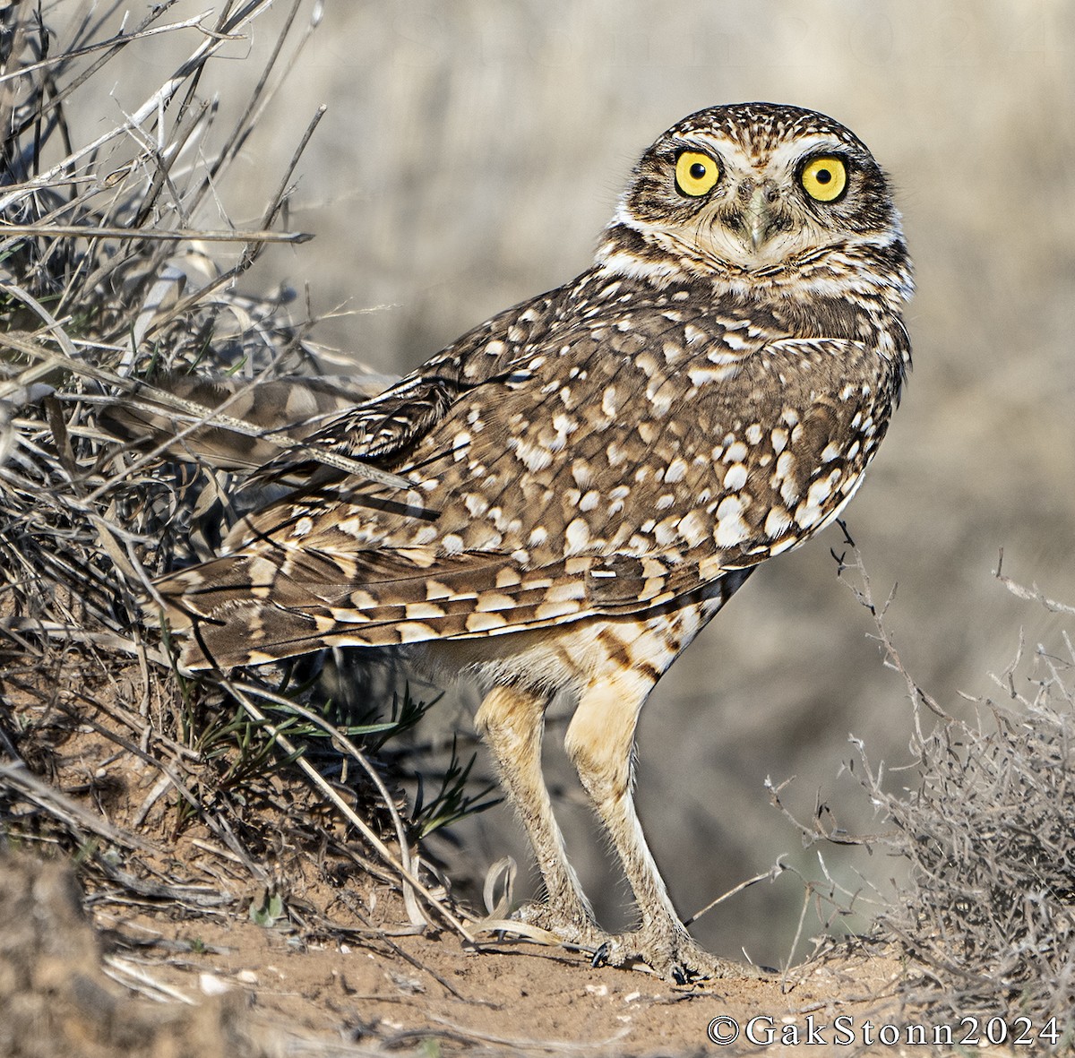 Burrowing Owl - ML616010558