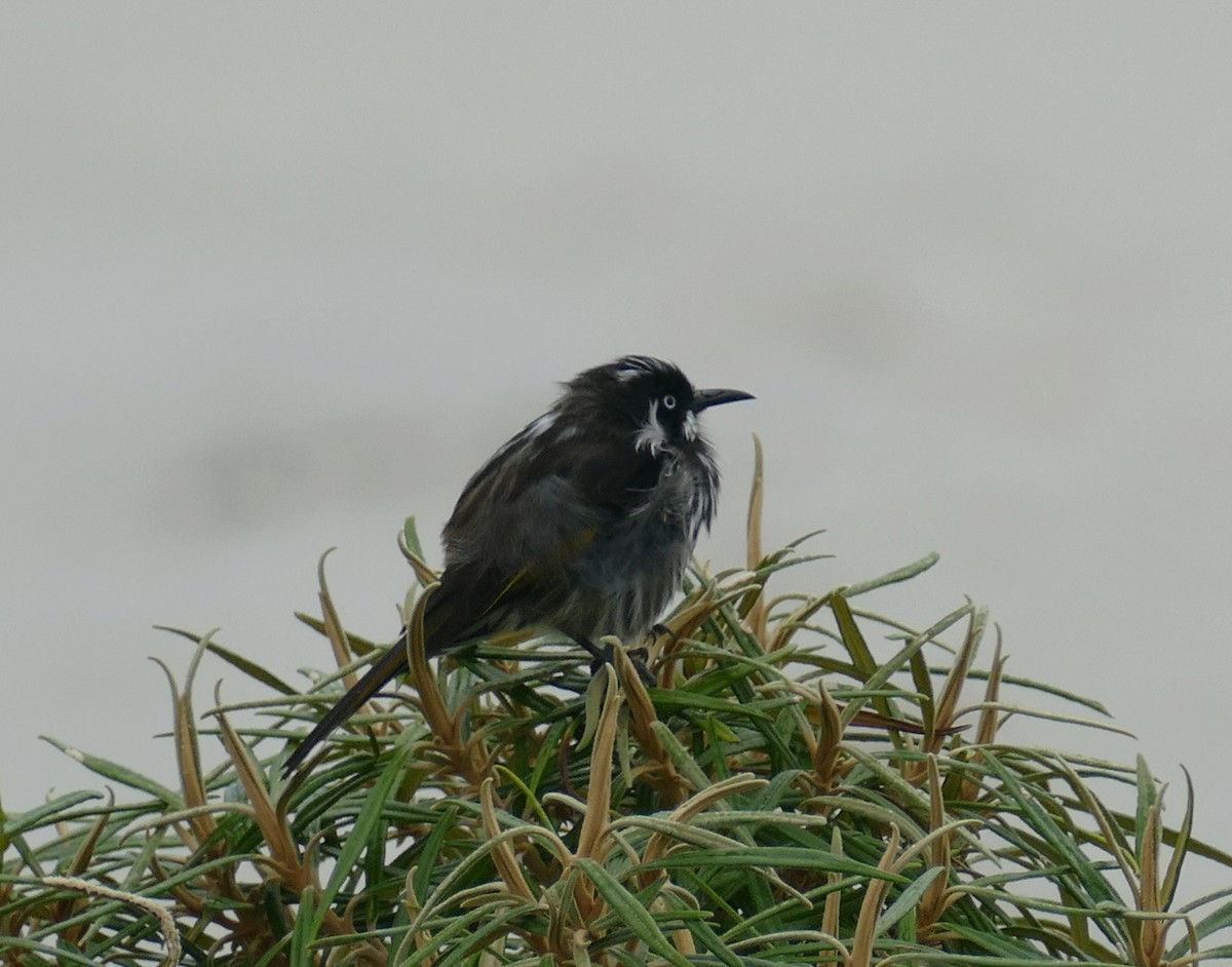 New Holland Honeyeater - ML616010577