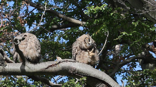 Lesser Horned Owl - ML616010602