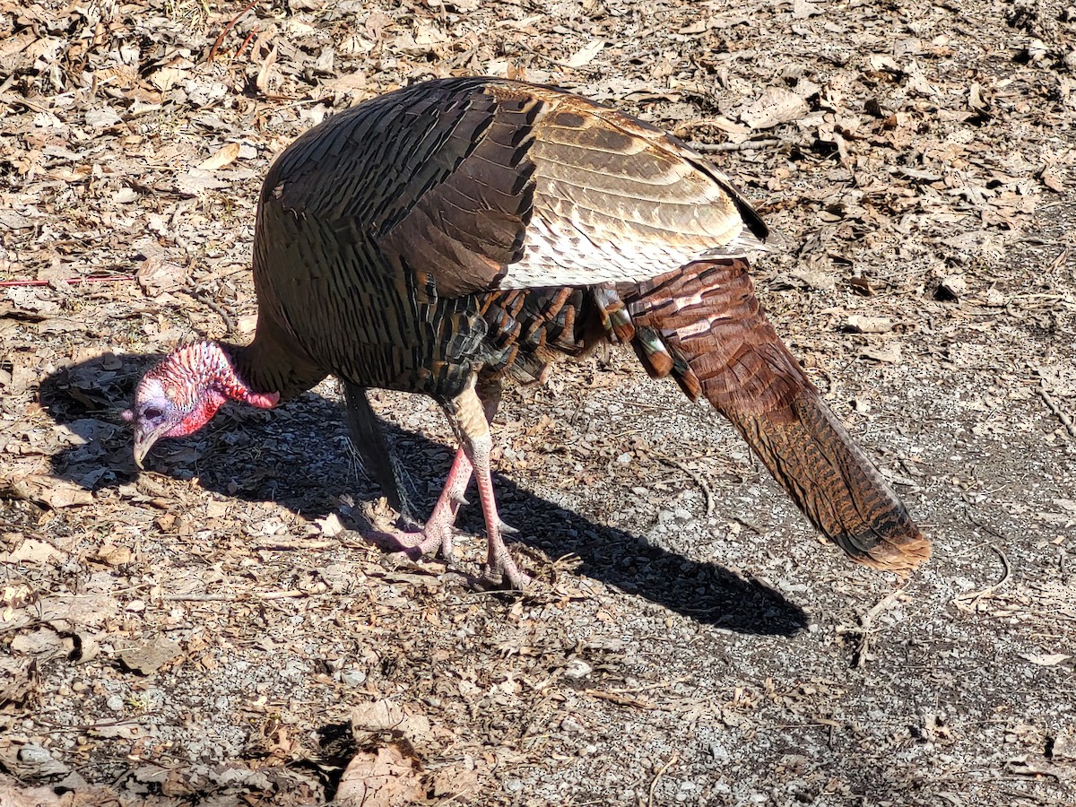 Wild Turkey - ML616010713