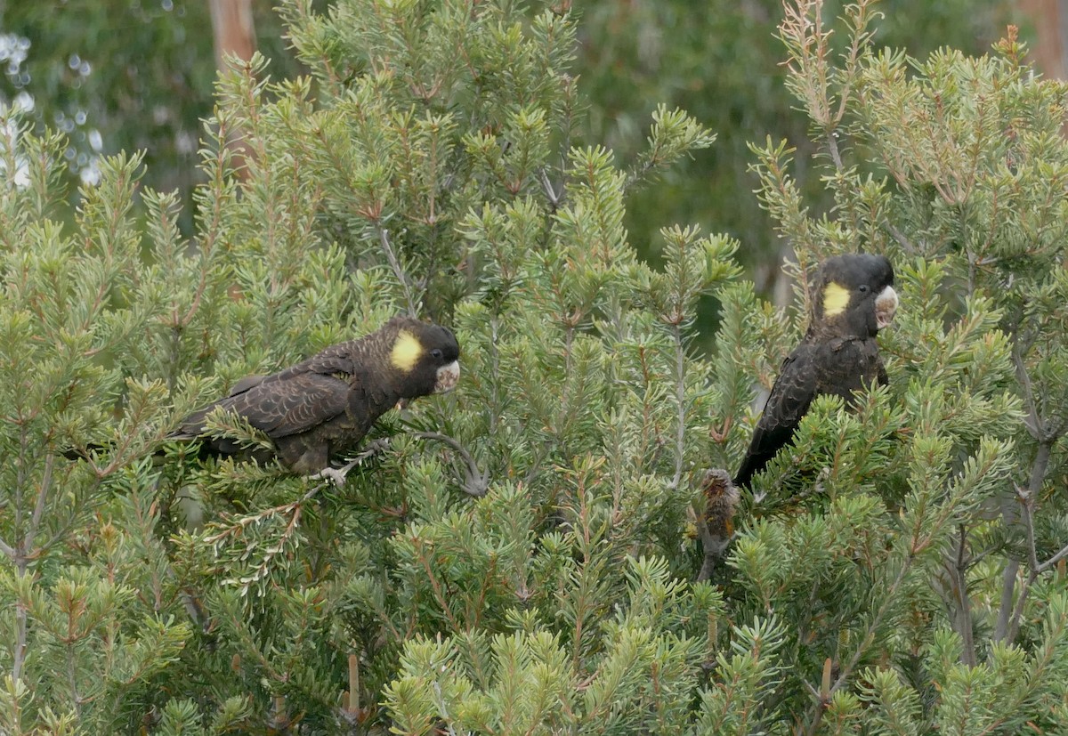 Yellow-tailed Black-Cockatoo - ML616010755