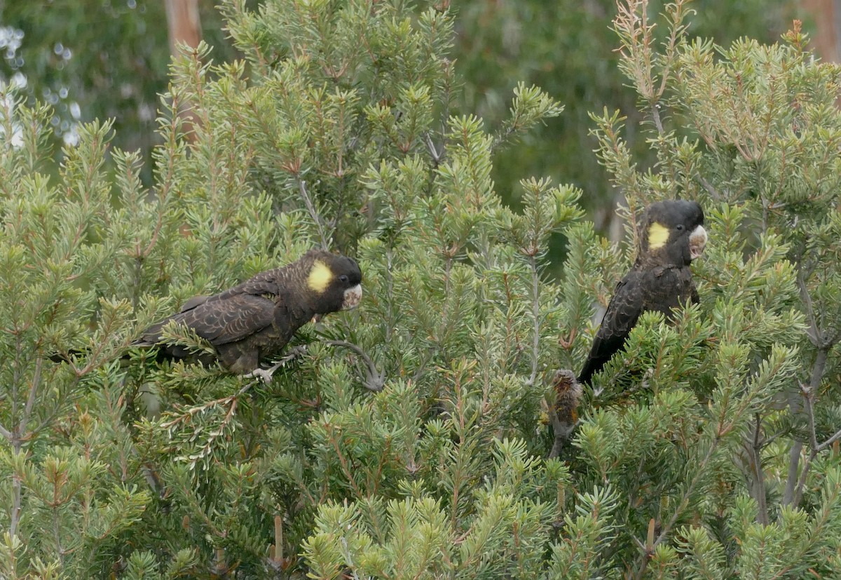 Yellow-tailed Black-Cockatoo - Chris Payne