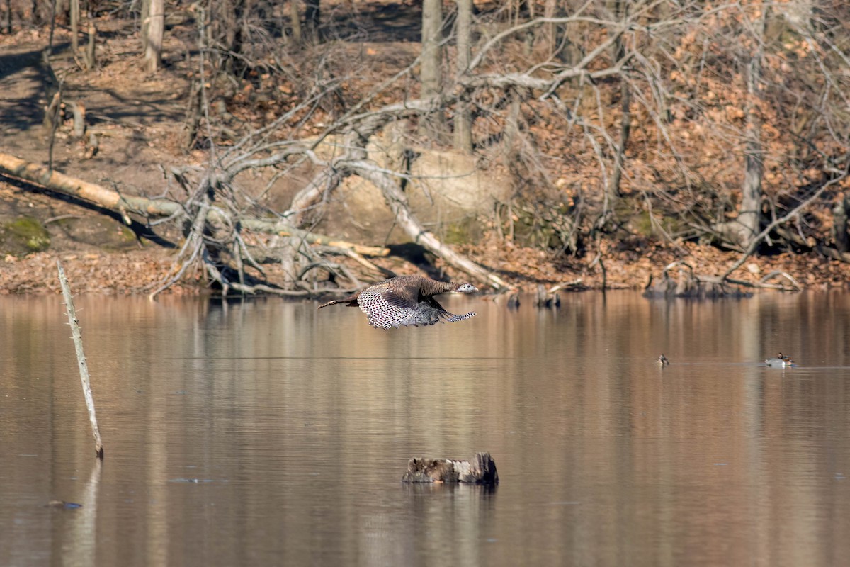 Wild Turkey - ML616010804