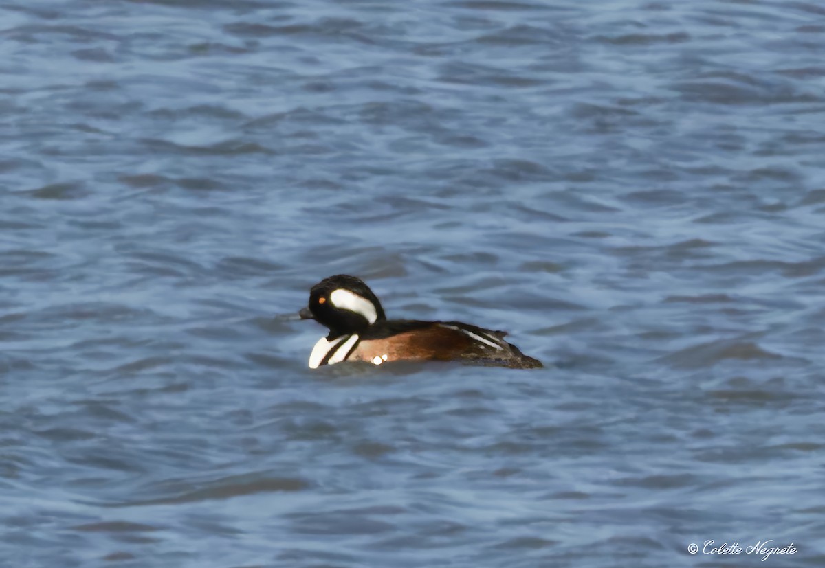 Hooded Merganser - ML616010822