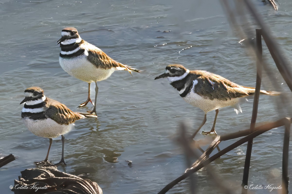 Killdeer - ML616010843