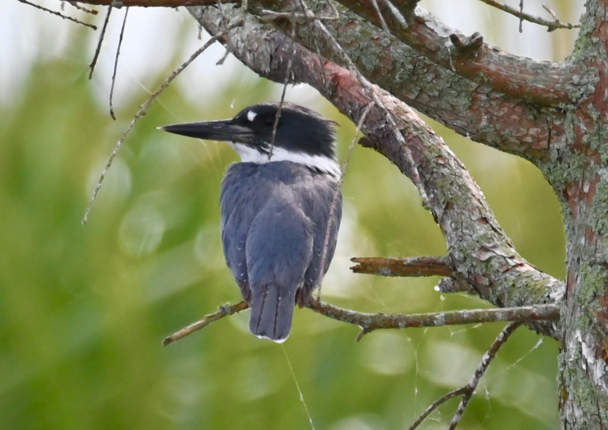 Belted Kingfisher - ML616010948