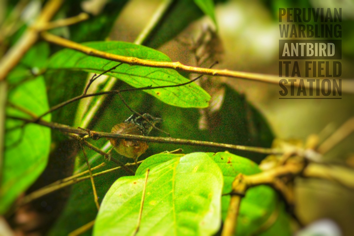 Peruvian Warbling-Antbird - ML616010996