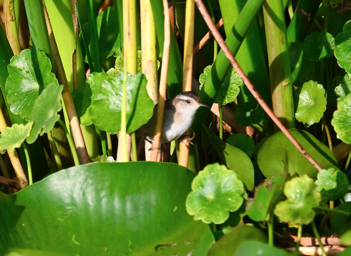 Sedge Wren - ML616010997