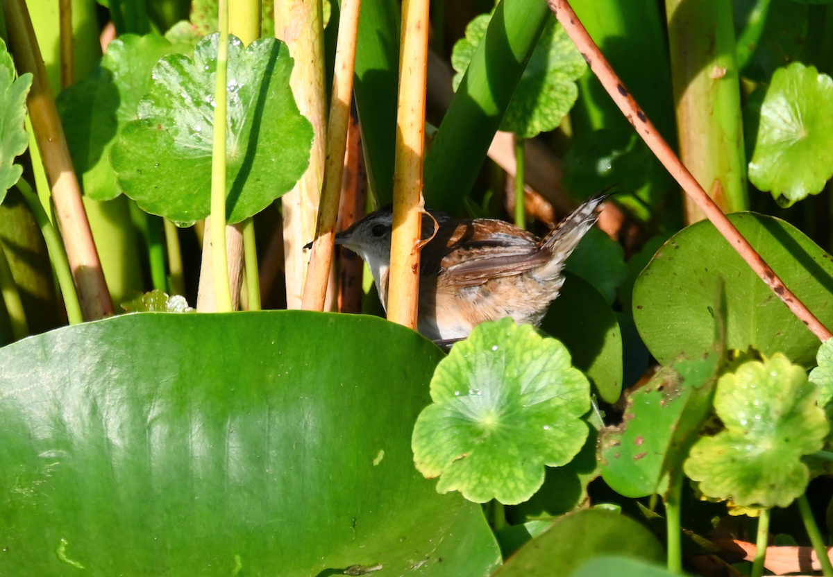 Sedge Wren - ML616010999