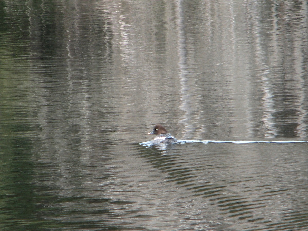 Common Goldeneye - ML616011013