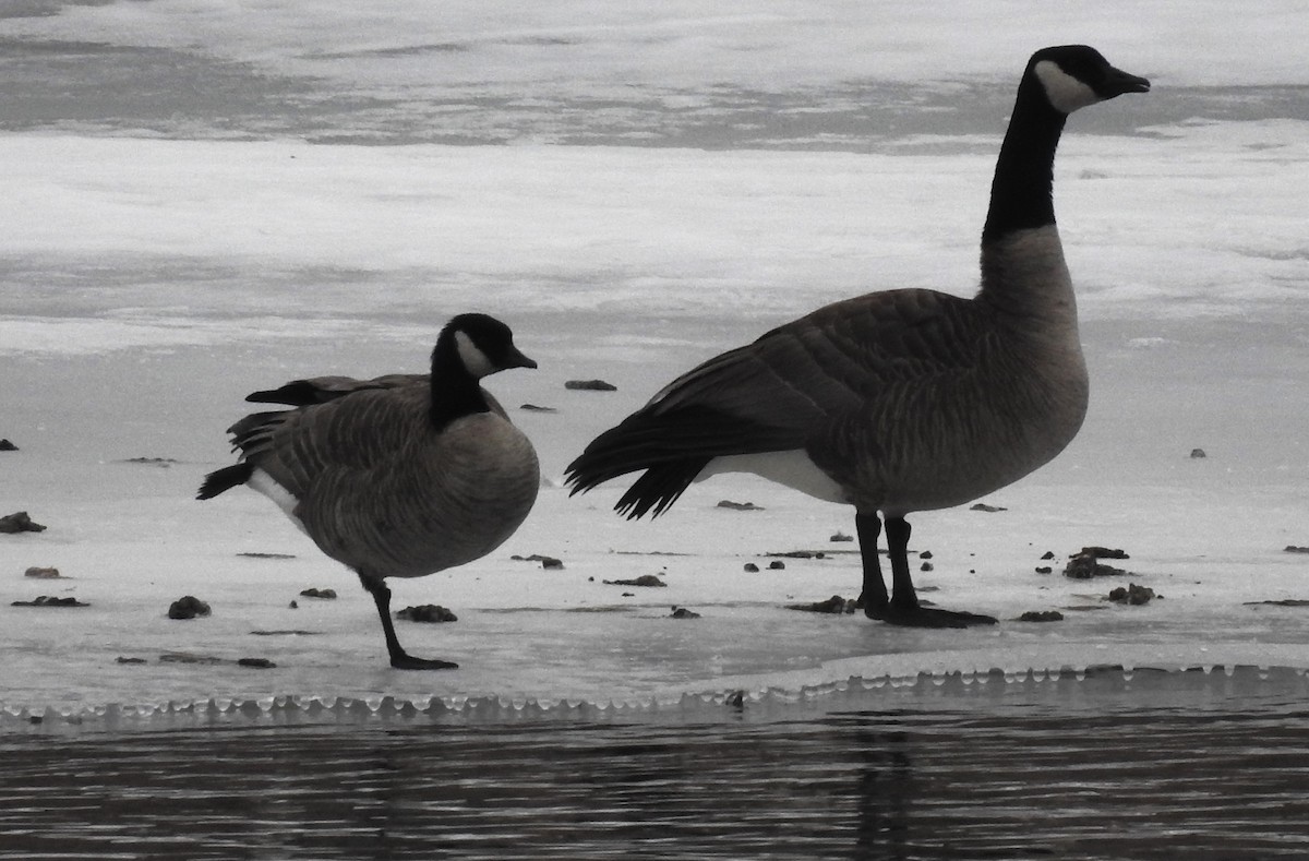 Cackling Goose - ML616011083