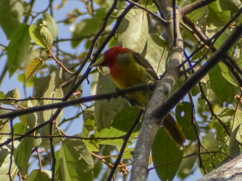 Scarlet-hooded Barbet - ML616011139