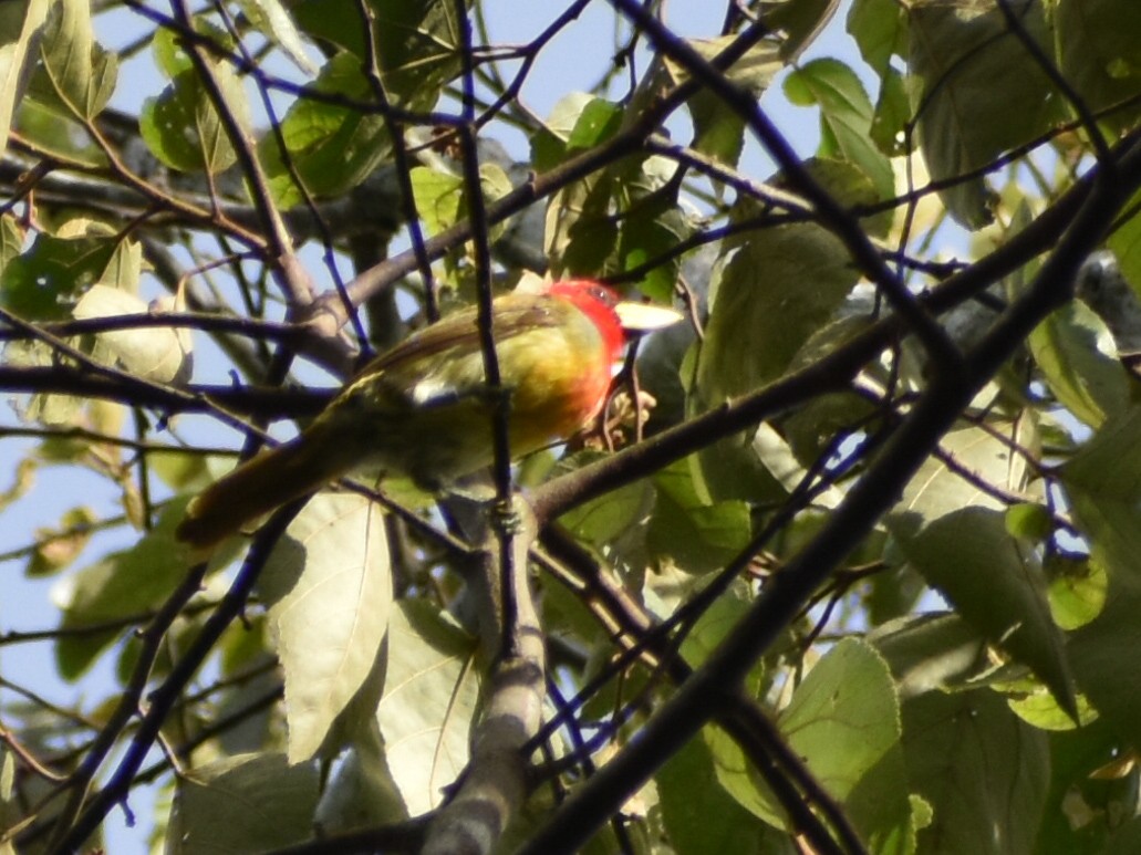 Scarlet-hooded Barbet - ML616011140