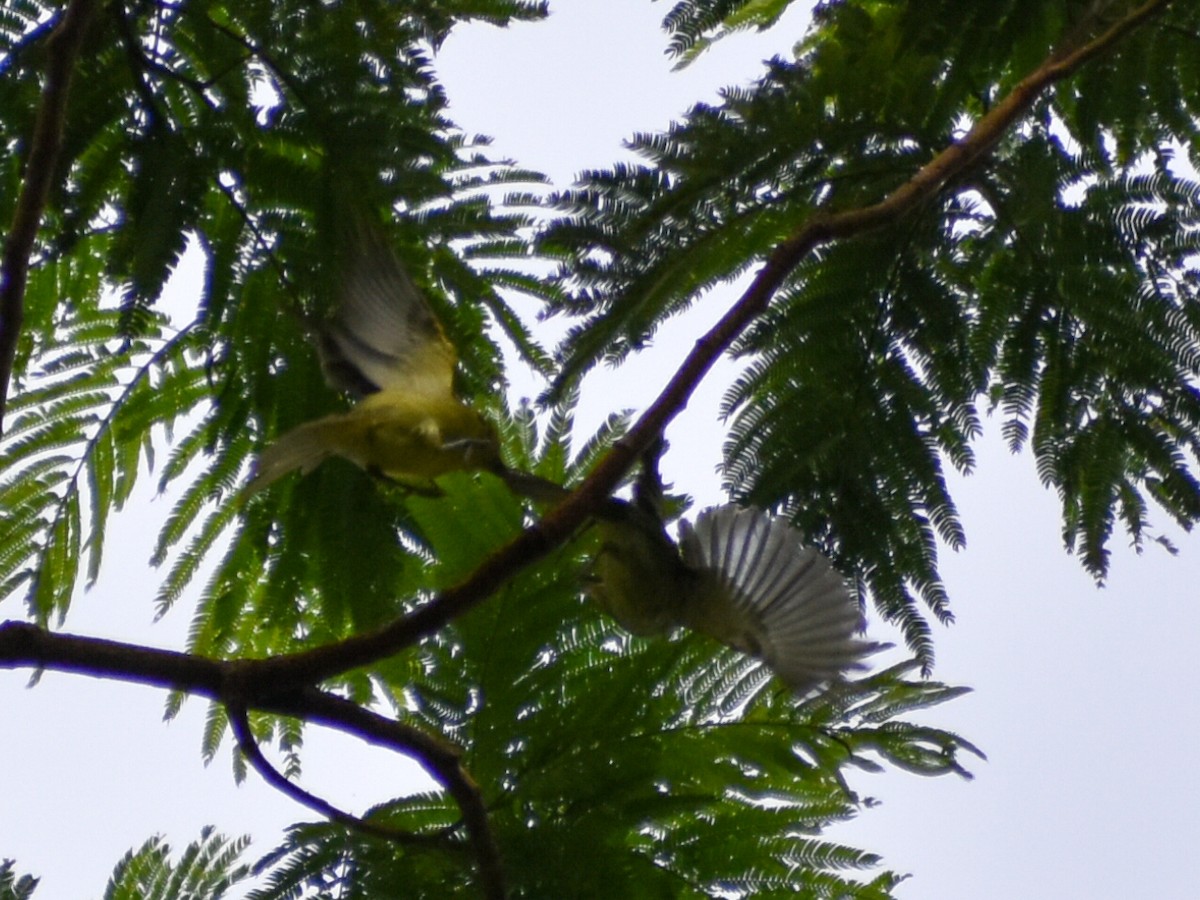 Eufonia sp. (Euphonia sp.) - ML616011152