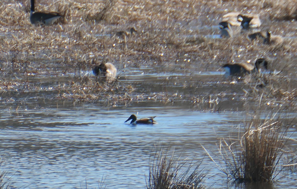 Northern Shoveler - ML616011177