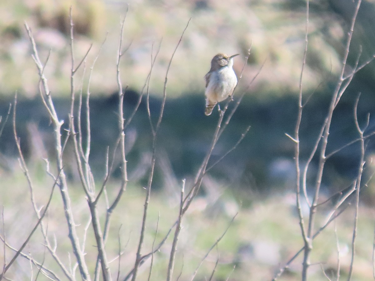 Rock Wren - ML616011239