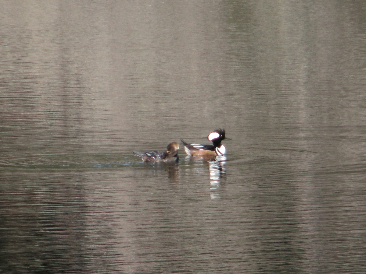 Hooded Merganser - ML616011266