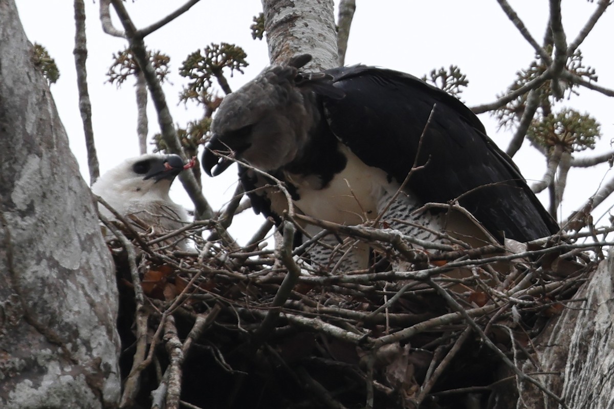 Harpy Eagle - Robert Martin