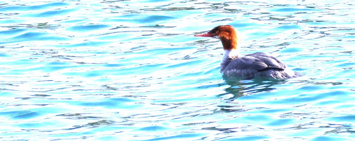 Common Merganser - ML616011273