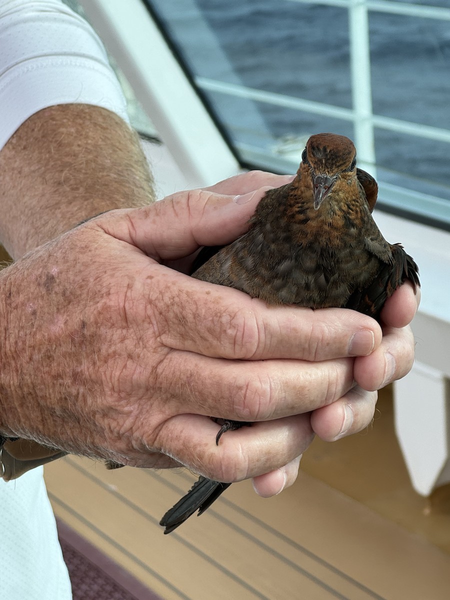 Sultan's Cuckoo-Dove - ML616011295