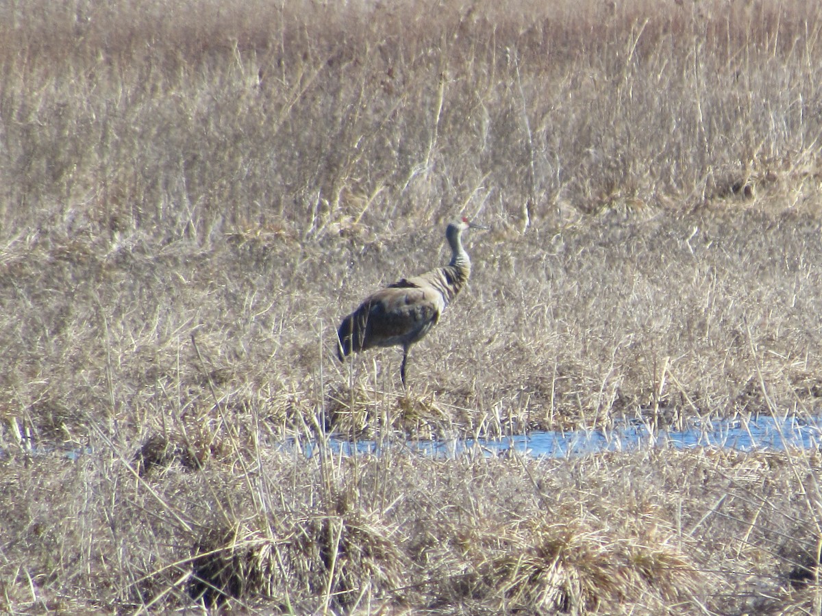 Sandhill Crane - James Van Gelder