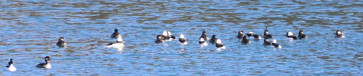 Bufflehead - Walter Thorne