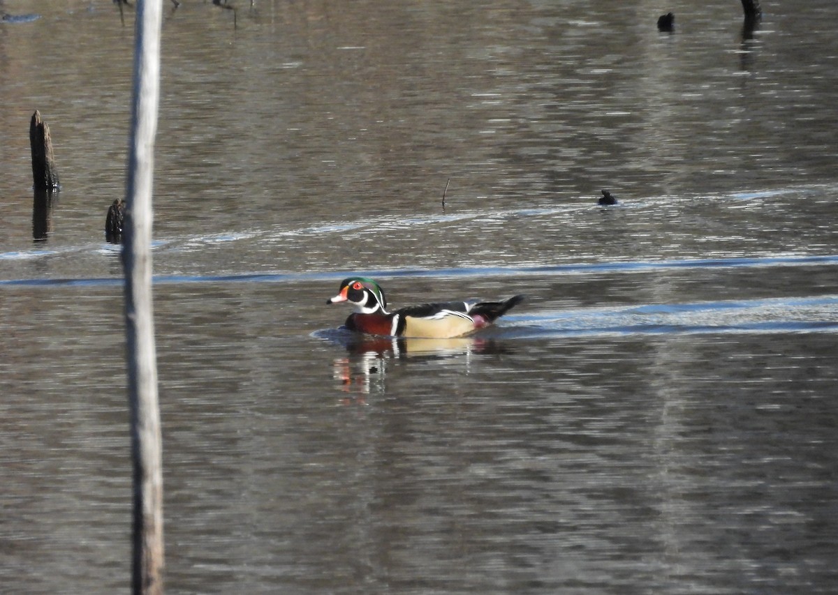 Wood Duck - ML616011359