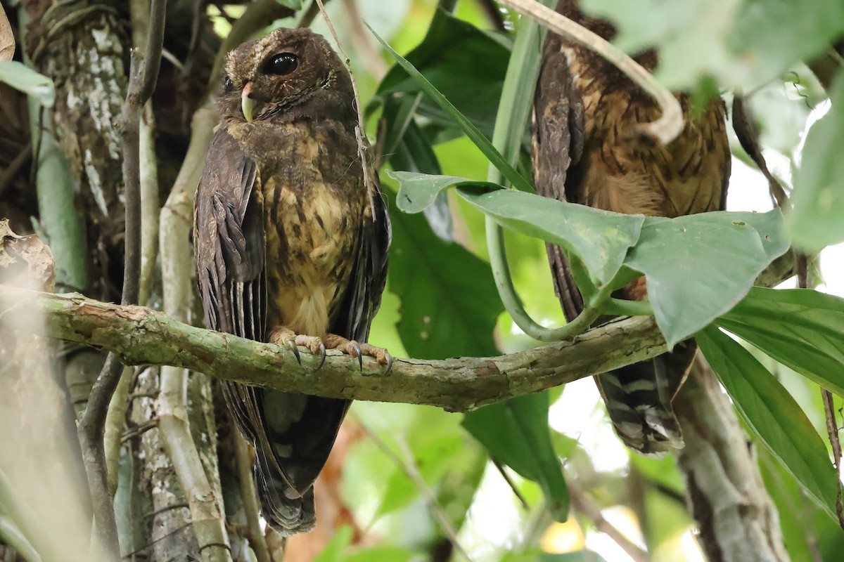 Mottled Owl - Robert Martin