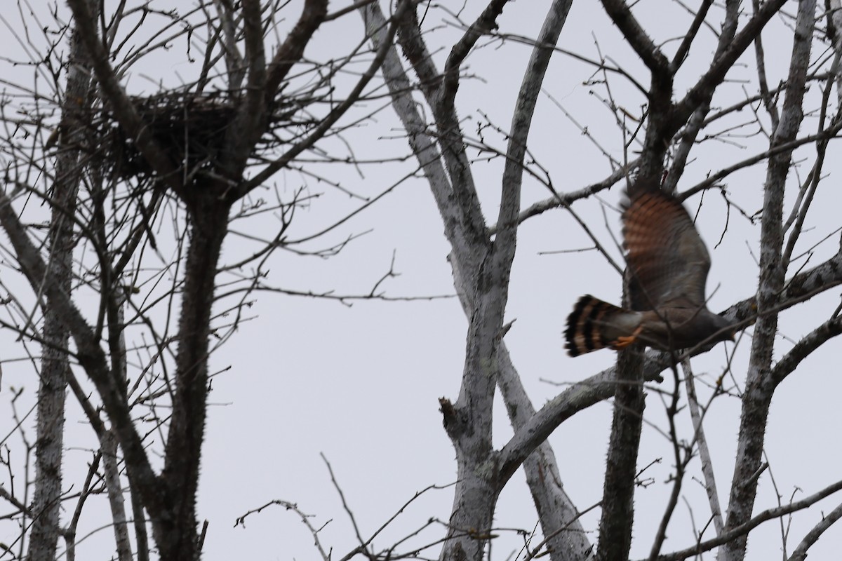 Roadside Hawk - Robert Martin