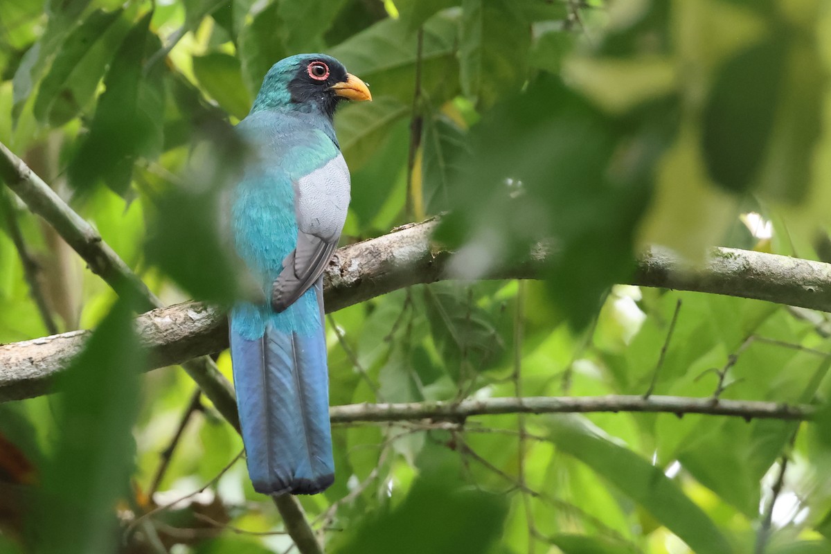 Black-tailed Trogon - Robert Martin